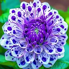 Dahlia bulbs dahlia for sale  Delivered anywhere in UK
