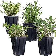 Fresh herb plant for sale  Delivered anywhere in USA 
