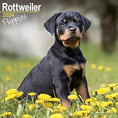 Rottweiler puppies calendar usato  Spedito ovunque in Italia 