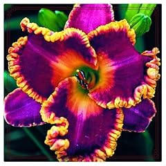 Daylily bulbs potted for sale  Delivered anywhere in USA 