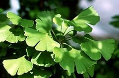 Ginkgo gingko biloba for sale  Delivered anywhere in USA 