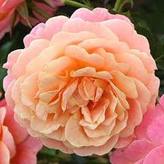 Yougarden rose peach for sale  Delivered anywhere in UK