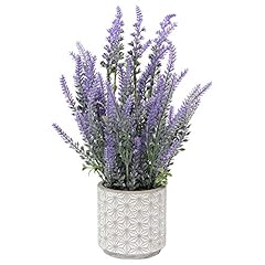 Dilatata lavender flowers for sale  Delivered anywhere in USA 