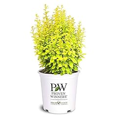Gallon proven winners for sale  Delivered anywhere in USA 