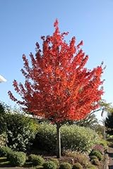 Acero rosso rubrum usato  Spedito ovunque in Italia 