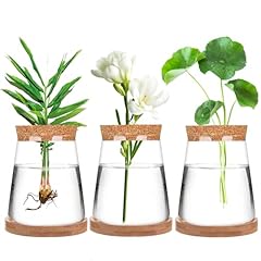 Pack plant propagation for sale  Delivered anywhere in USA 