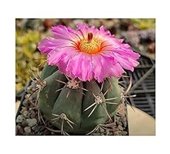Pezzi echinocactus horizonthal usato  Spedito ovunque in Italia 