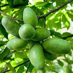 Pawpaw fruit tree for sale  Delivered anywhere in USA 
