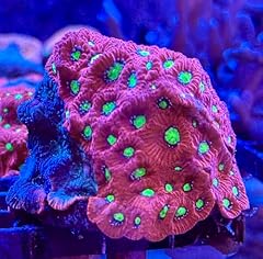 Live saltwater coral for sale  Delivered anywhere in USA 