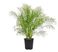 Phoenix roebelenii miniature for sale  Delivered anywhere in USA 