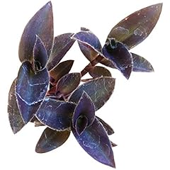 Purple heart tradescantia for sale  Delivered anywhere in USA 