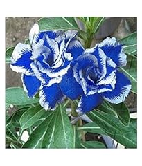 Nuovo rare blue for sale  Delivered anywhere in UK