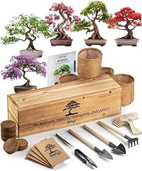 Avergo bonsai tree for sale  Delivered anywhere in USA 
