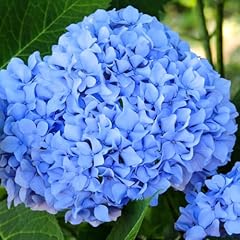 Blue hydrangea bush for sale  Delivered anywhere in USA 