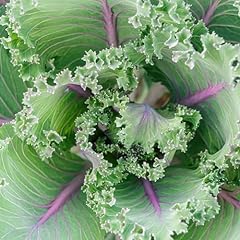 Red russian kale for sale  Delivered anywhere in USA 