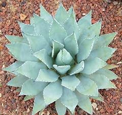 Agave parryi var usato  Spedito ovunque in Italia 