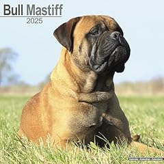 Bull mastiff 2025 gebraucht kaufen  Wird an jeden Ort in Deutschland