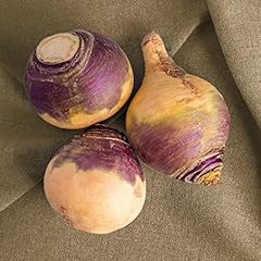 Swede seeds planting for sale  Delivered anywhere in UK
