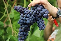 Grape cuttings per for sale  Delivered anywhere in USA 