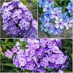 1000 purple phlox for sale  Delivered anywhere in USA 