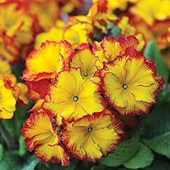 Polyanthus firecracker primula for sale  Delivered anywhere in Ireland