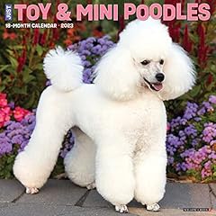 Toy miniature poodles for sale  Delivered anywhere in UK