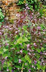 Lunaria rediviva 11x11 gebraucht kaufen  Wird an jeden Ort in Deutschland