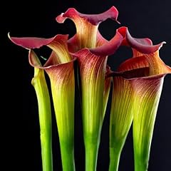Sarracenia flava rare for sale  Delivered anywhere in UK