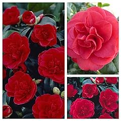 Camellia lady campbell for sale  Delivered anywhere in Ireland