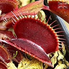 Portal cool dionaea usato  Spedito ovunque in Italia 