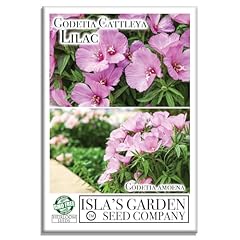 Godetia cattleya lilac for sale  Delivered anywhere in USA 