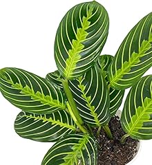Hopewind plants shop for sale  Delivered anywhere in USA 