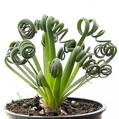 Nouveau 50pcs albuca d'occasion  Livré partout en France