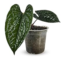 Anthurium luxurian leal for sale  Delivered anywhere in USA 