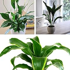 Almost unkillable houseplant for sale  Delivered anywhere in Ireland
