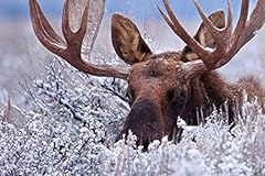 Laminated hidden moose for sale  Delivered anywhere in USA 