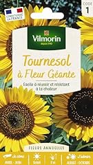 Tournesol fleur géante d'occasion  Livré partout en France