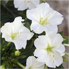 Seeds mirabilis jalapa usato  Spedito ovunque in Italia 