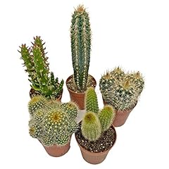 Cactus plants potted for sale  Delivered anywhere in UK