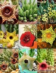 Huernia mix variety usato  Spedito ovunque in Italia 