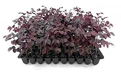 Loropetalum carolina midnight for sale  Delivered anywhere in USA 