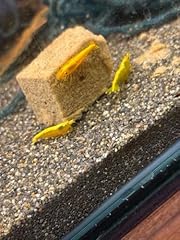 Live yellow neocaridina for sale  Delivered anywhere in UK