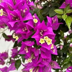 Bougainvillea alexandra stamm gebraucht kaufen  Wird an jeden Ort in Deutschland