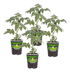Bonnie plants park for sale  Delivered anywhere in USA 