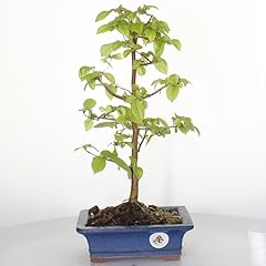 Bonsai carpino carpinus usato  Spedito ovunque in Italia 