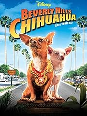 Chihuahua beverly hills d'occasion  Livré partout en France