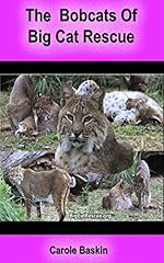 Bobcats big cat for sale  Delivered anywhere in UK