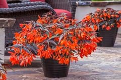 Begonia boliviensis dark for sale  Delivered anywhere in UK