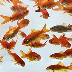 Toledo goldfish comet for sale  Delivered anywhere in USA 