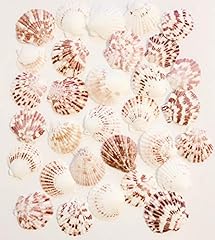 Goldenvalueable scallops shell for sale  Delivered anywhere in USA 